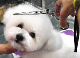 Îngrijirea corectă a blănii câinilor